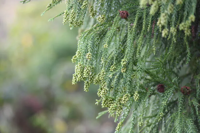 花粉症